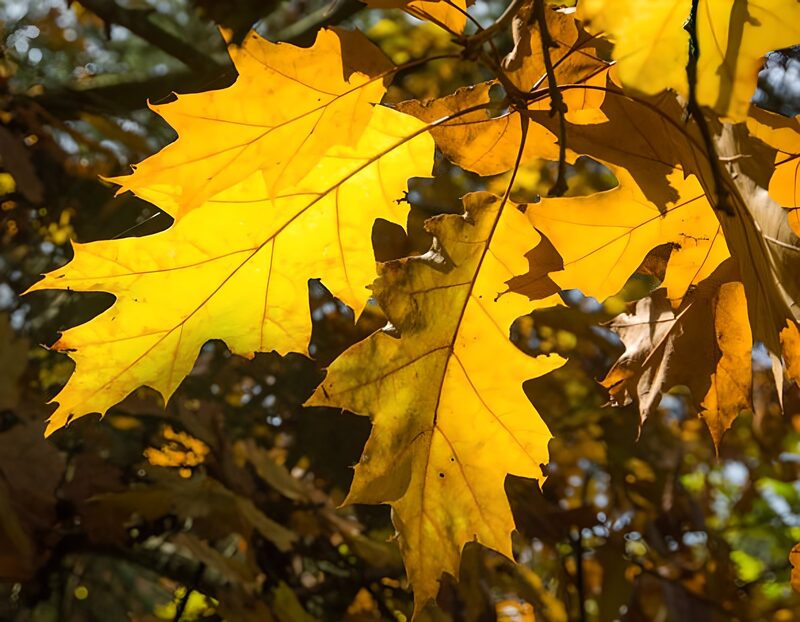 Golden Autumn Leaves in Sunlight