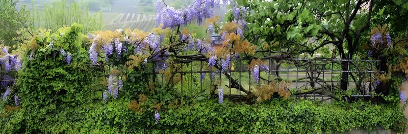 Blooming Wisteria Over Garden Fence