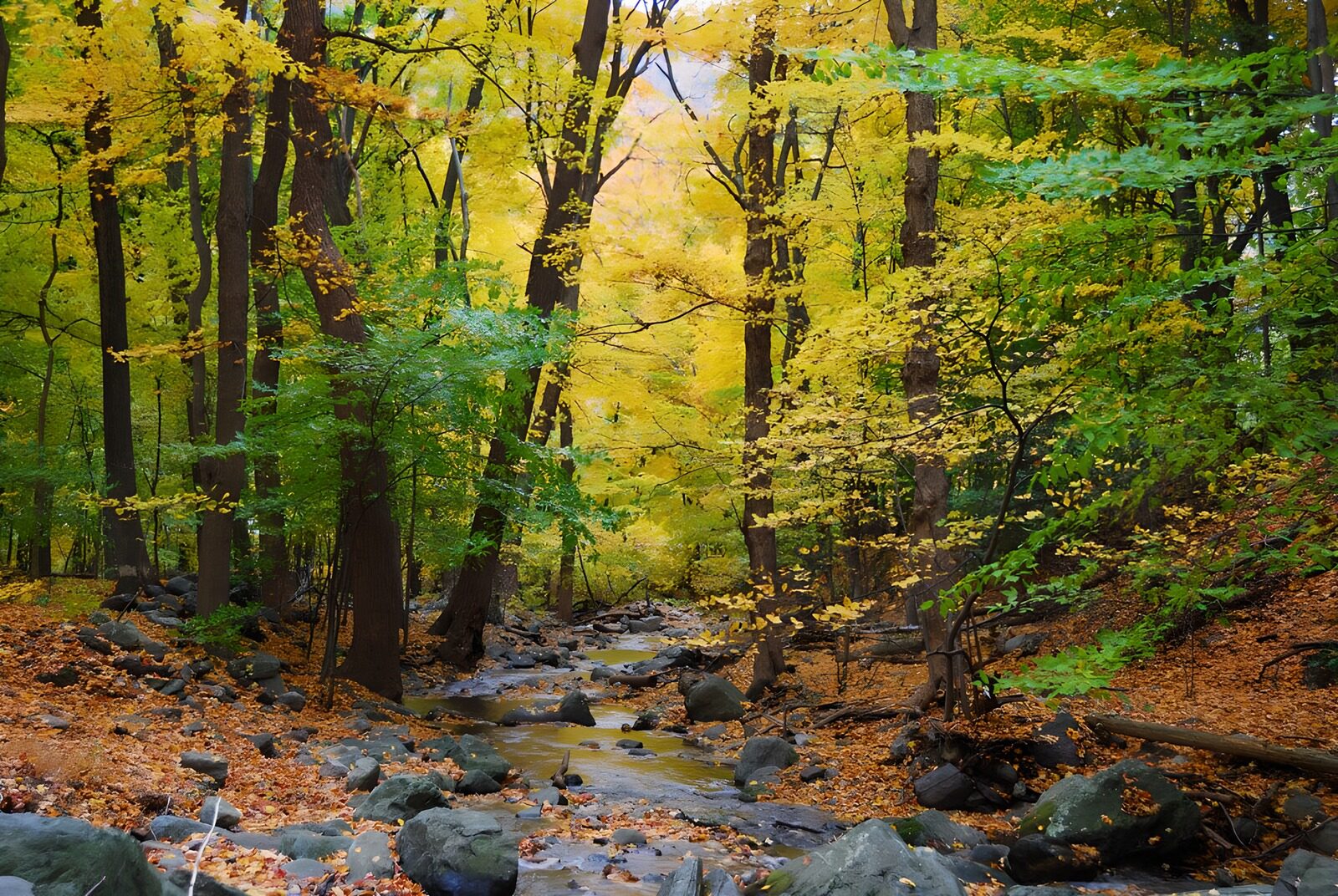 Autumn Serenity in a Woodland Stream