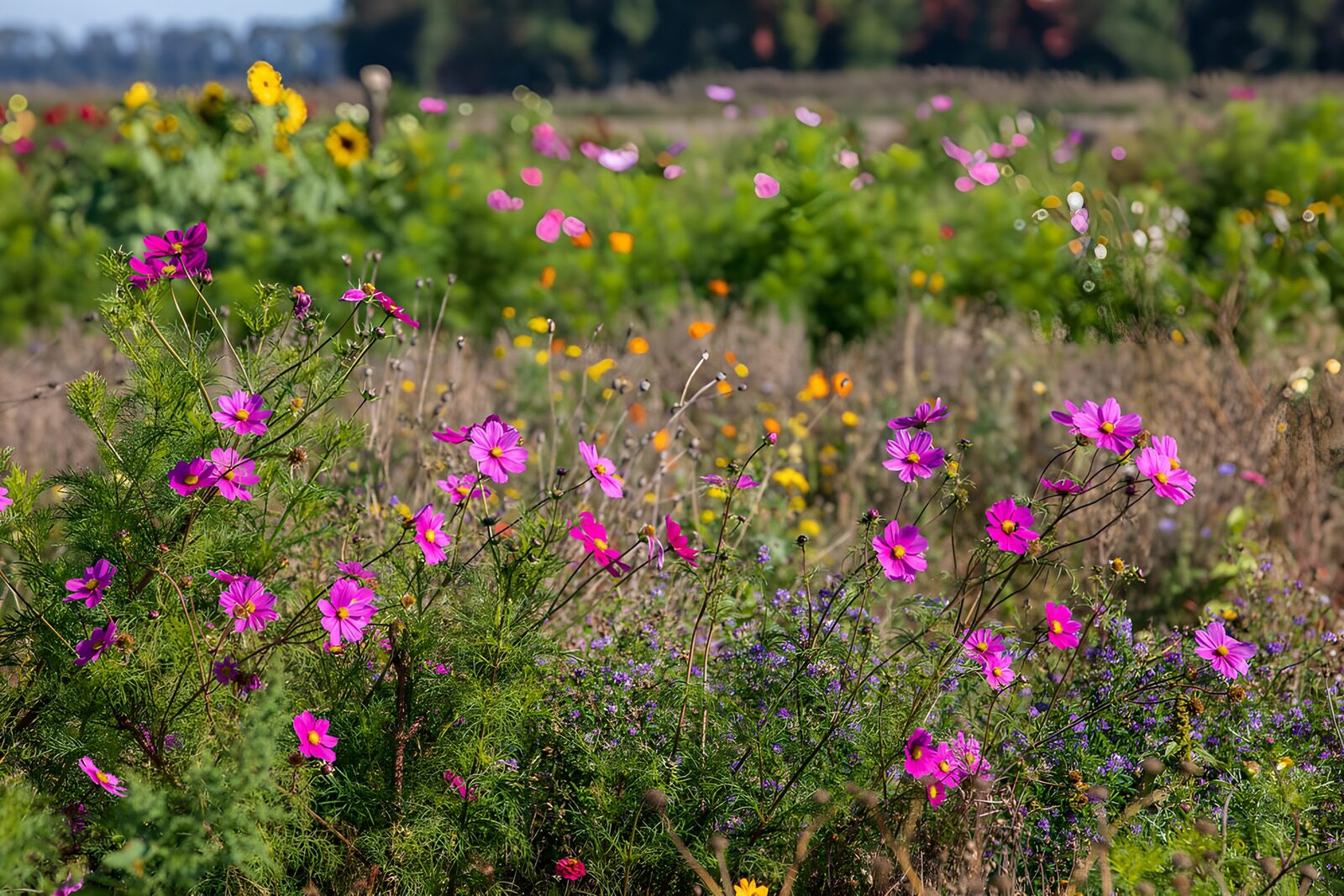 Vibrant Cosmos in Bloom