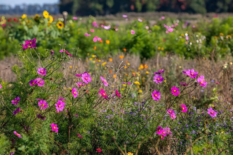 Vibrant Cosmos in Bloom