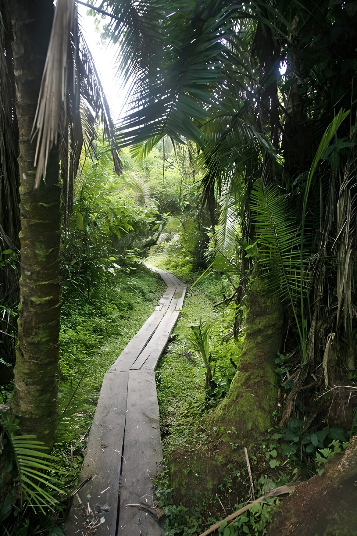 Tranquil Forest Pathway