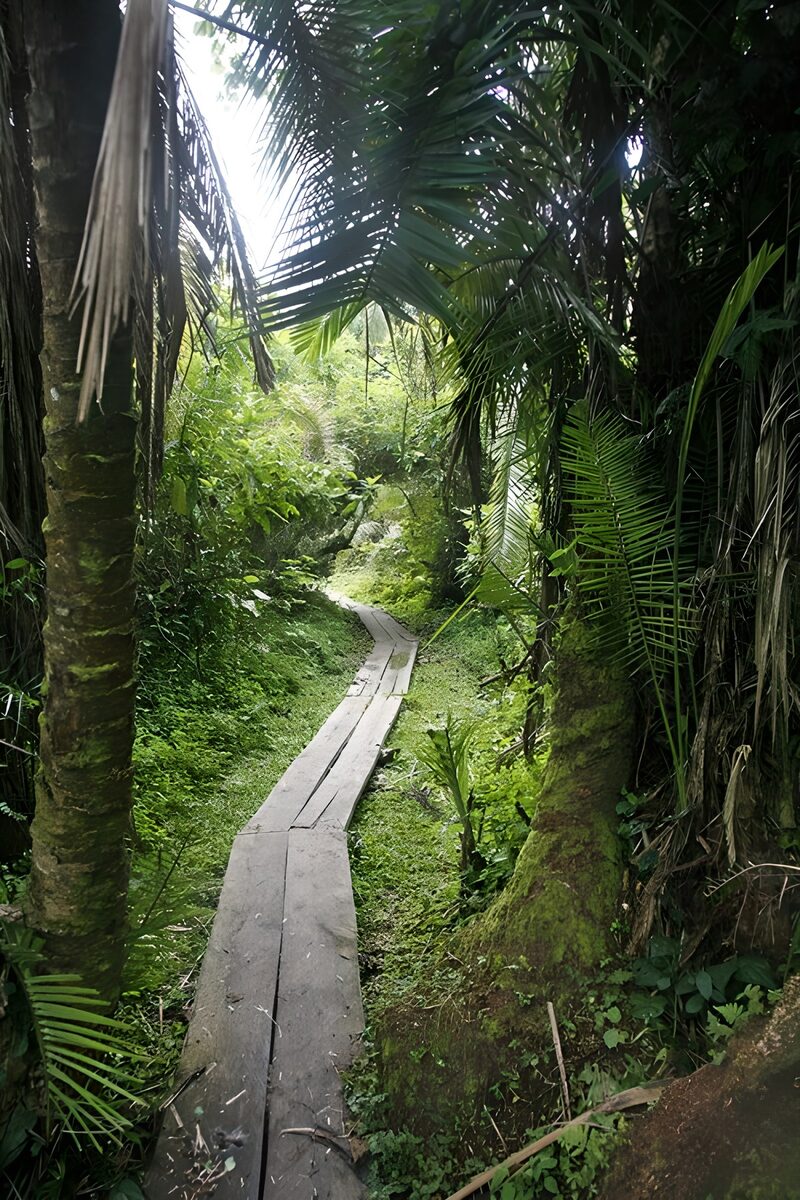 Tranquil Forest Pathway
