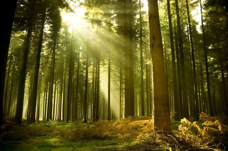 Serene Forest Rays of Light