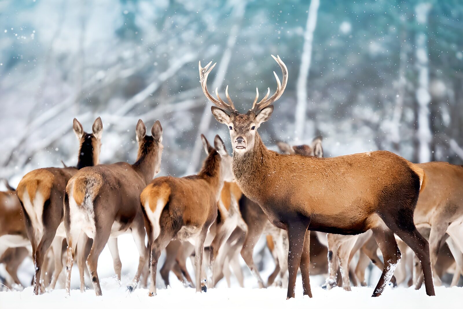 Majestic Stag in a Winter Wonderland