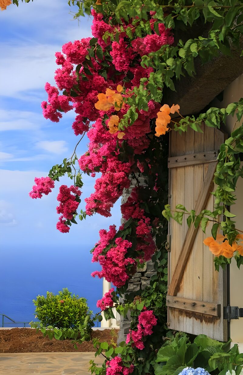 Vibrant Blossoms Against the Sea