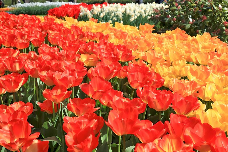Vibrant Tulip Fields in Bloom