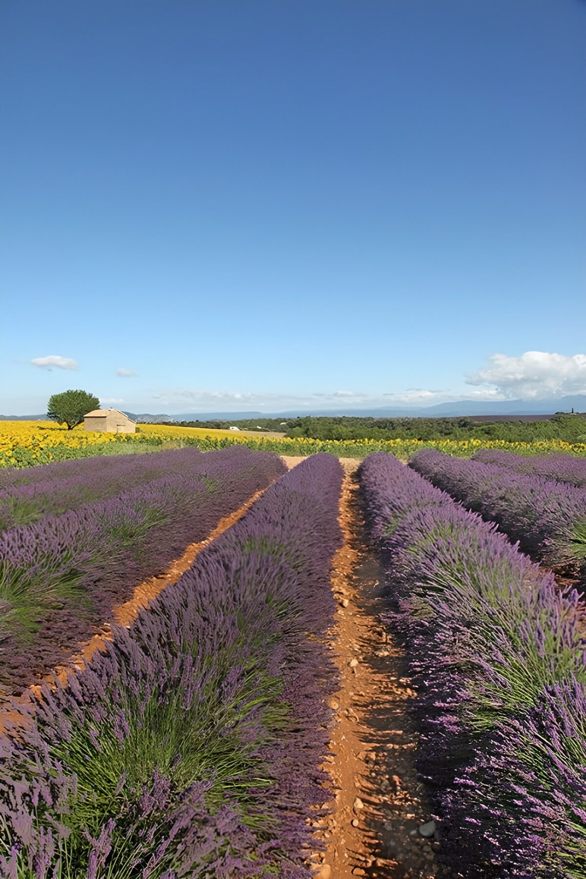 Lavender Fields Under Clear Skies