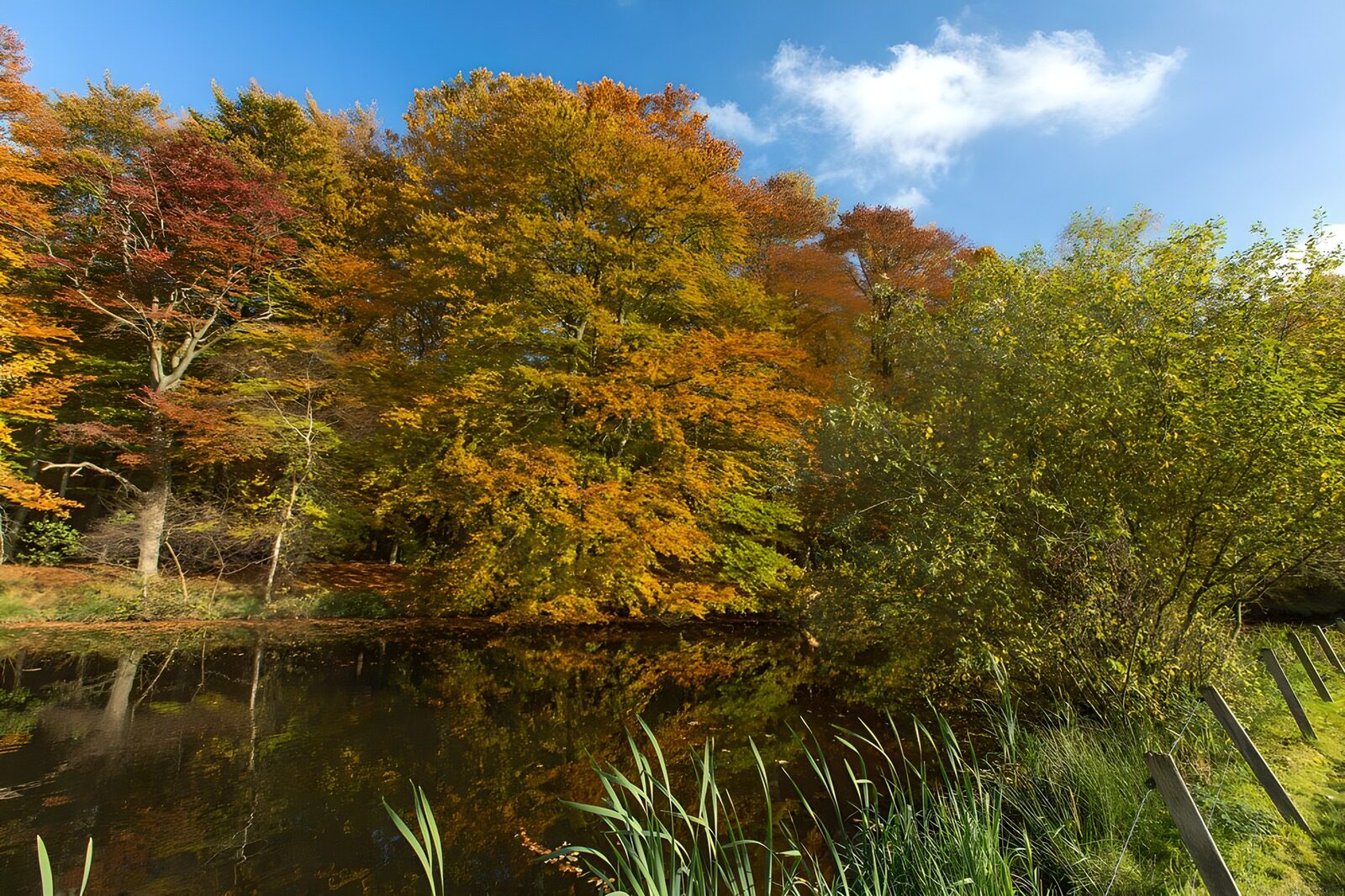 Autumn Reflections by the Water