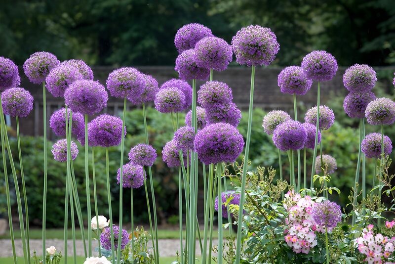 Vibrant Alliums in Bloom
