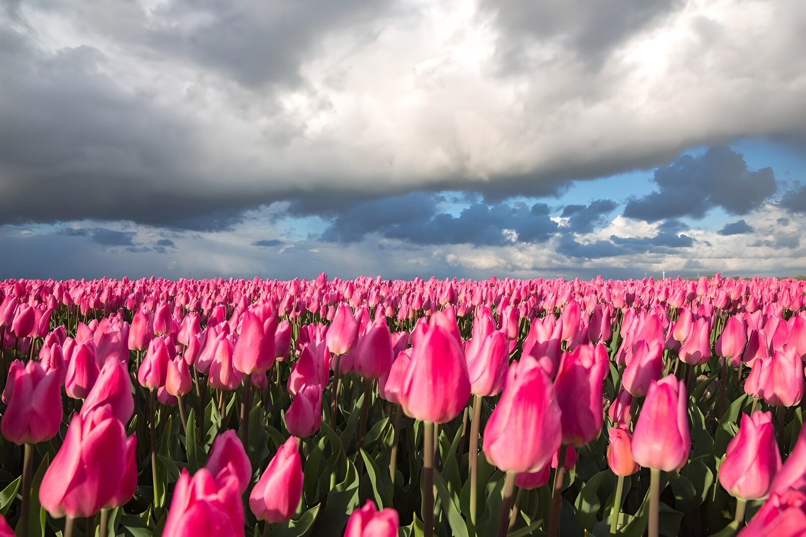 Vibrant Pink Tulip Field Under Cloudy Sky