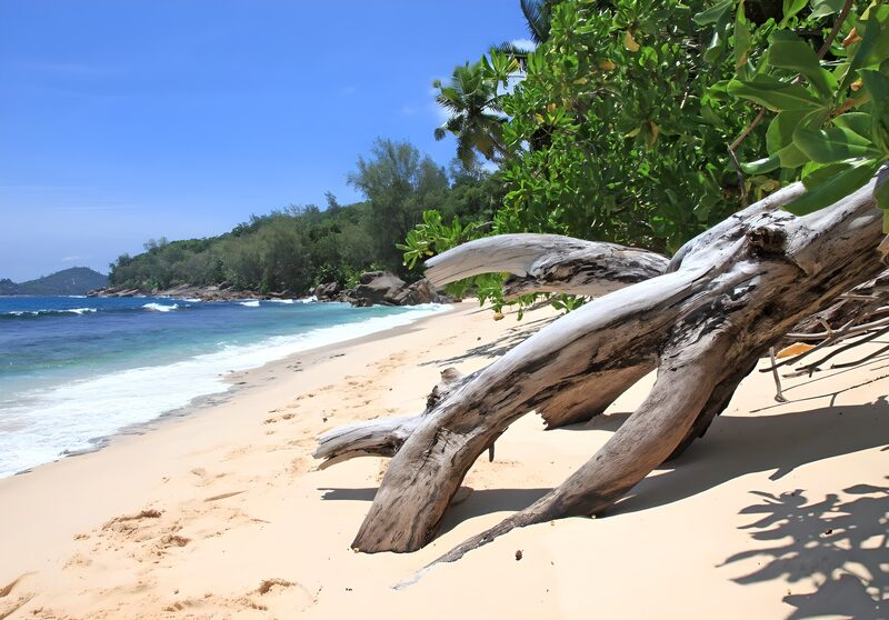 Serene Beach with Driftwood