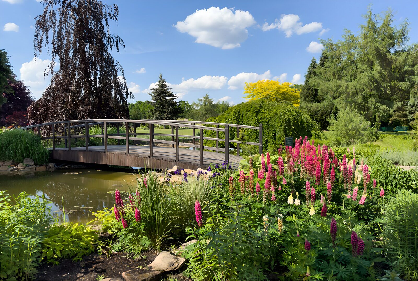 Serene Garden Bridge in Full Bloom