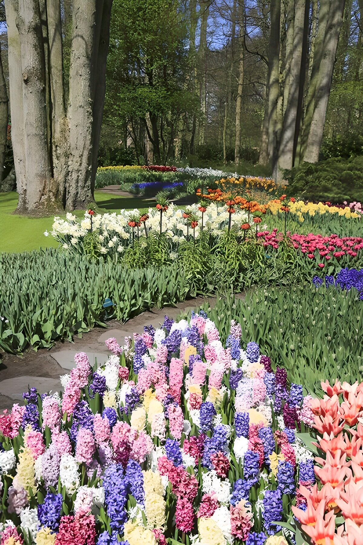 Vibrant Spring Flower Garden