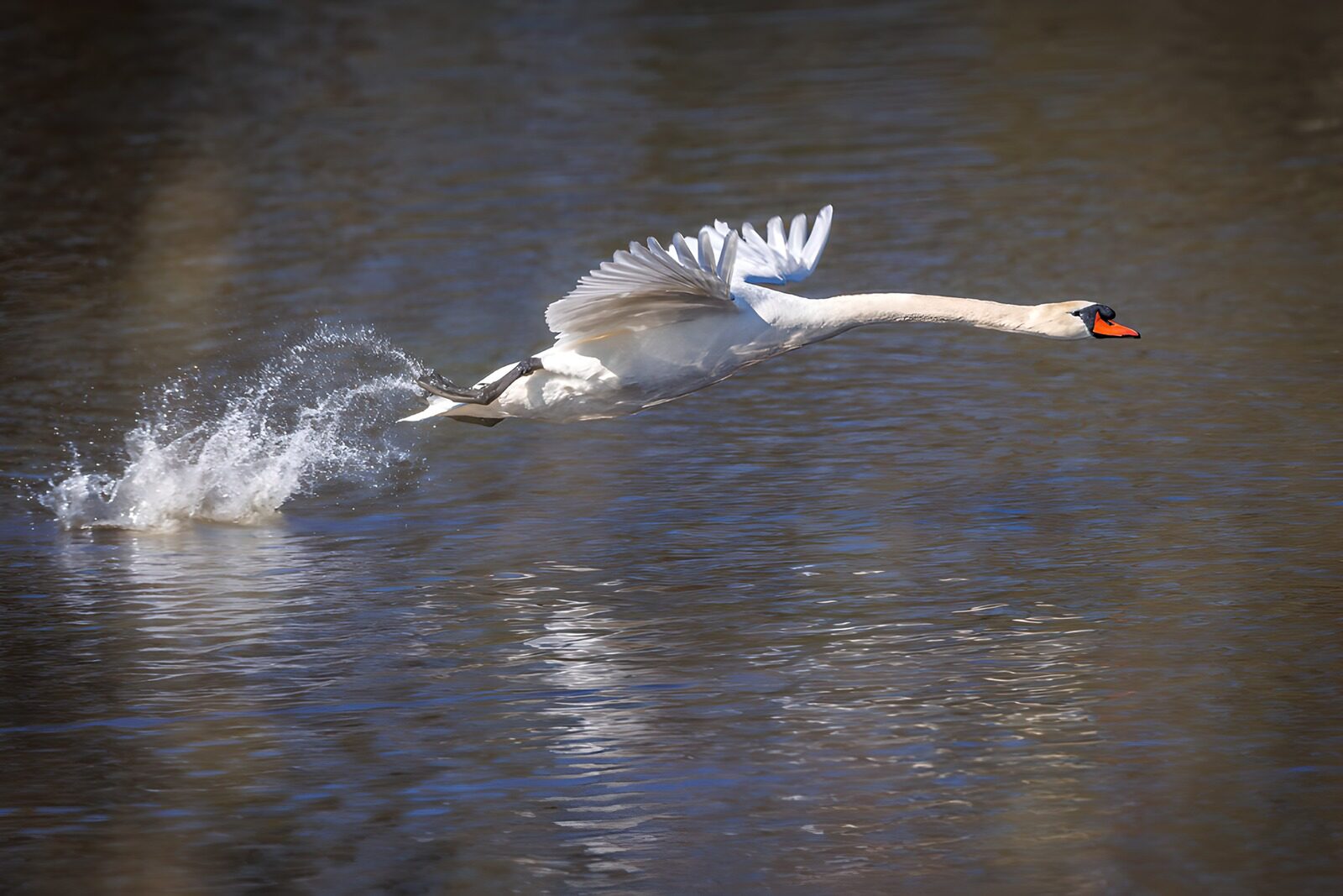 Majestic Swan in Flight