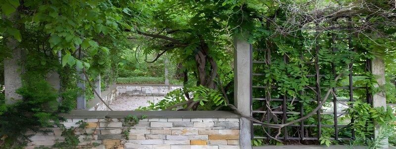 Lush Greenery Overgrown with Vines