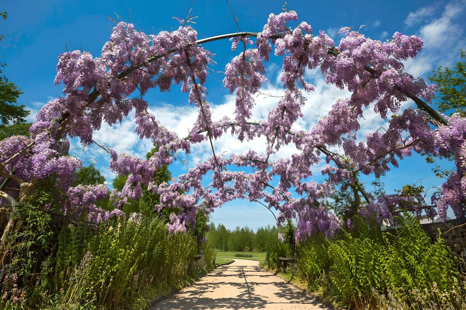 Wisteria Wonderland Pathway