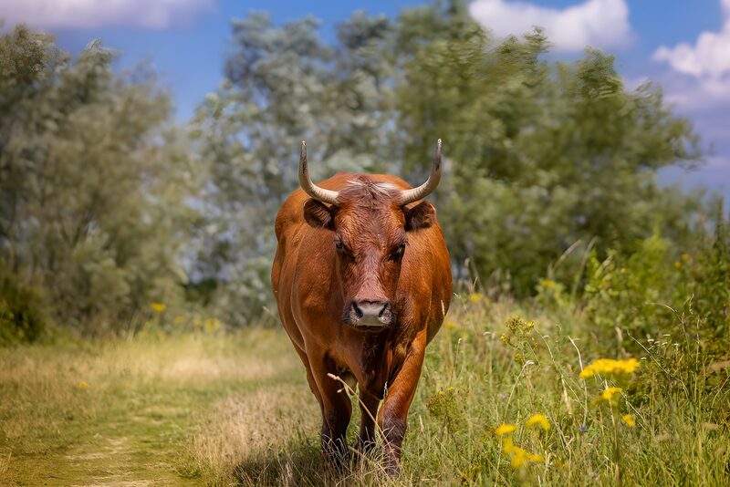 Majestic Brown Cow in Green Landscape