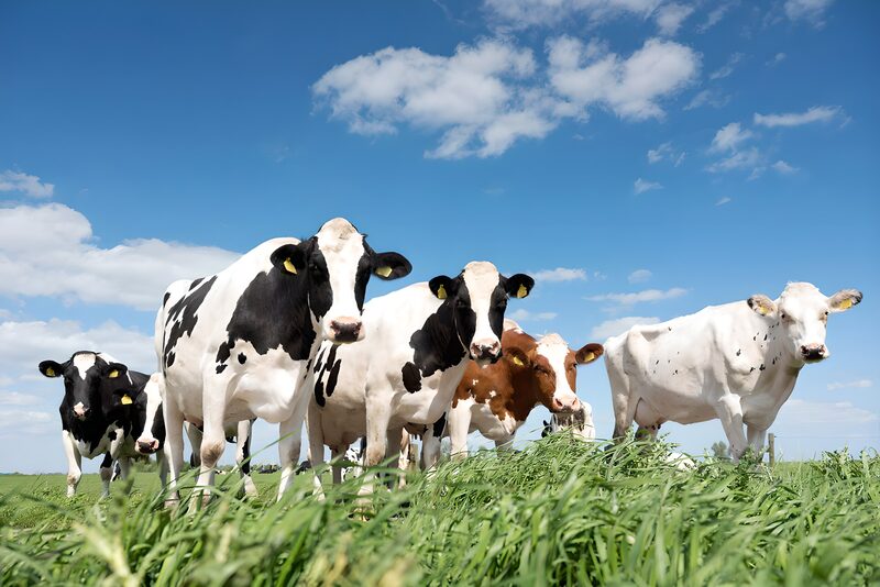 Cattle Grazing Under a Blue Sky