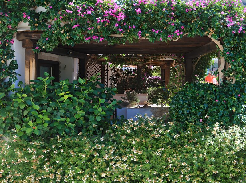 Lush Garden Oasis