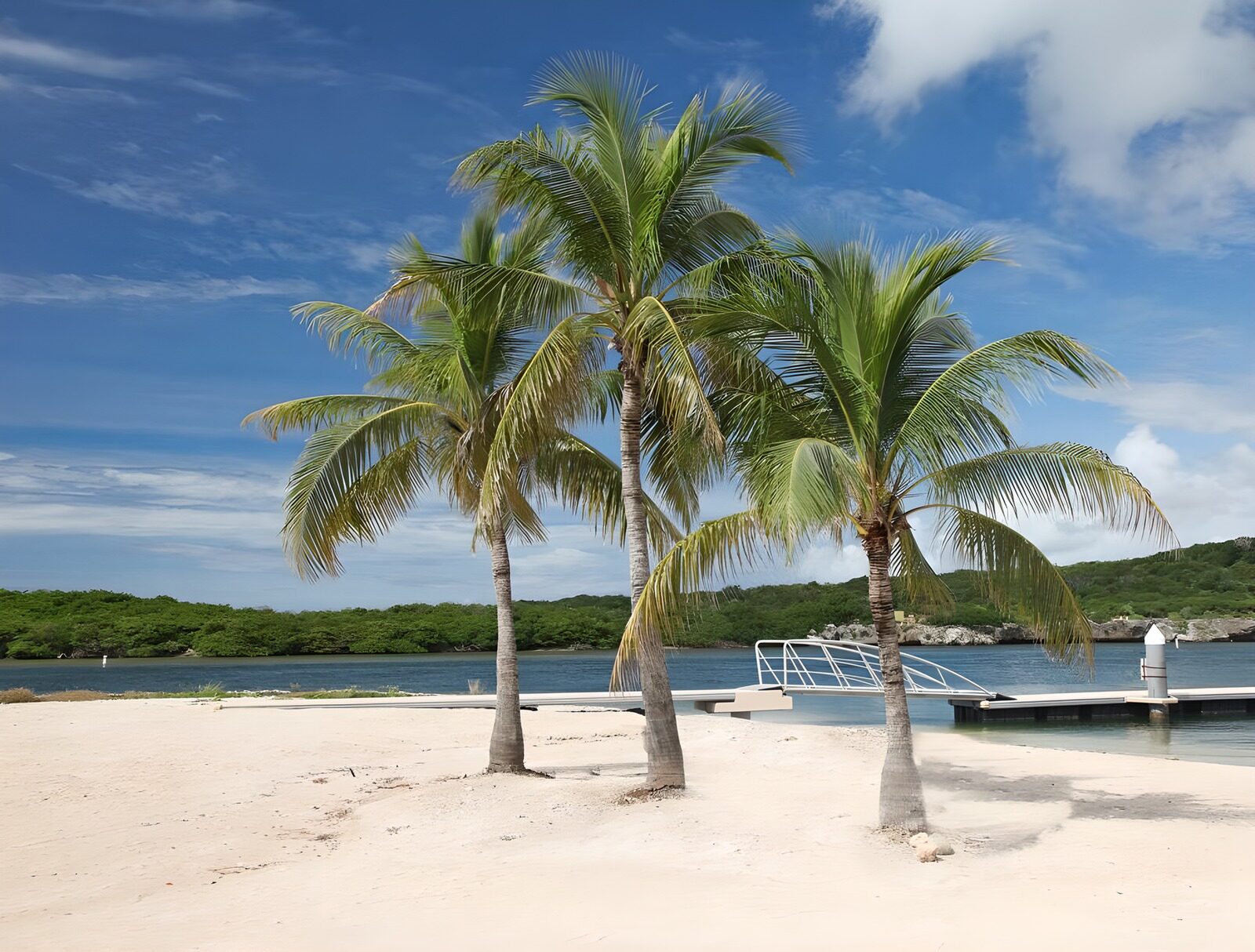 Tranquil Palm Trees by the Shore