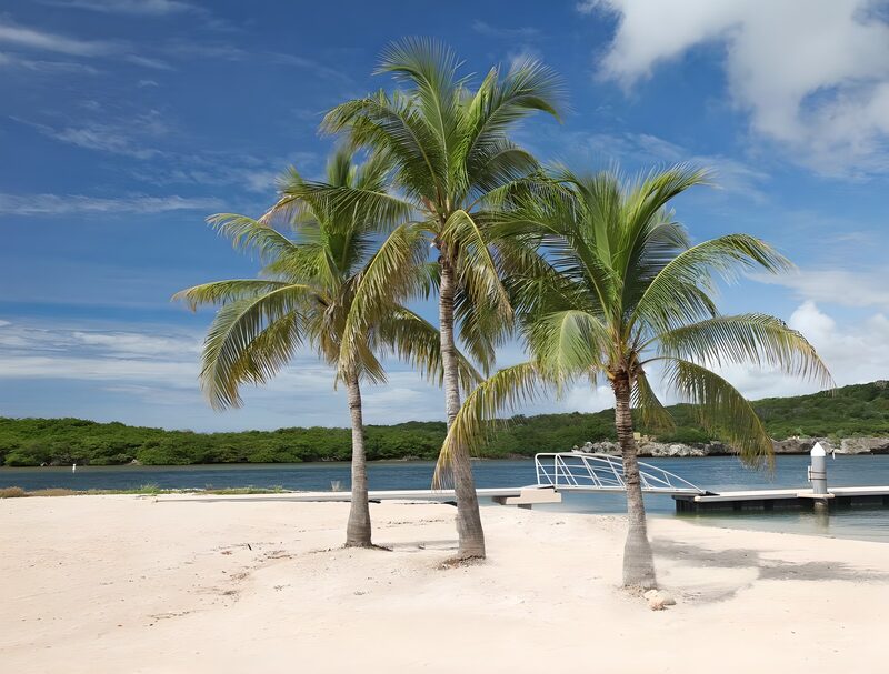 Tranquil Palm Trees by the Shore