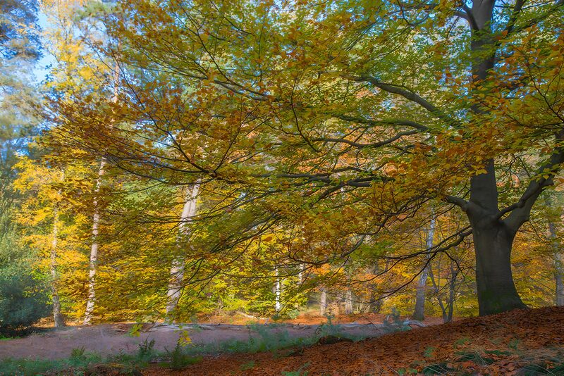 Autumn Colors in a Tranquil Forest
