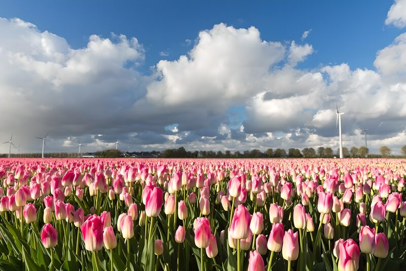 Blooming Pink Tulip Fields Under Blue Skies