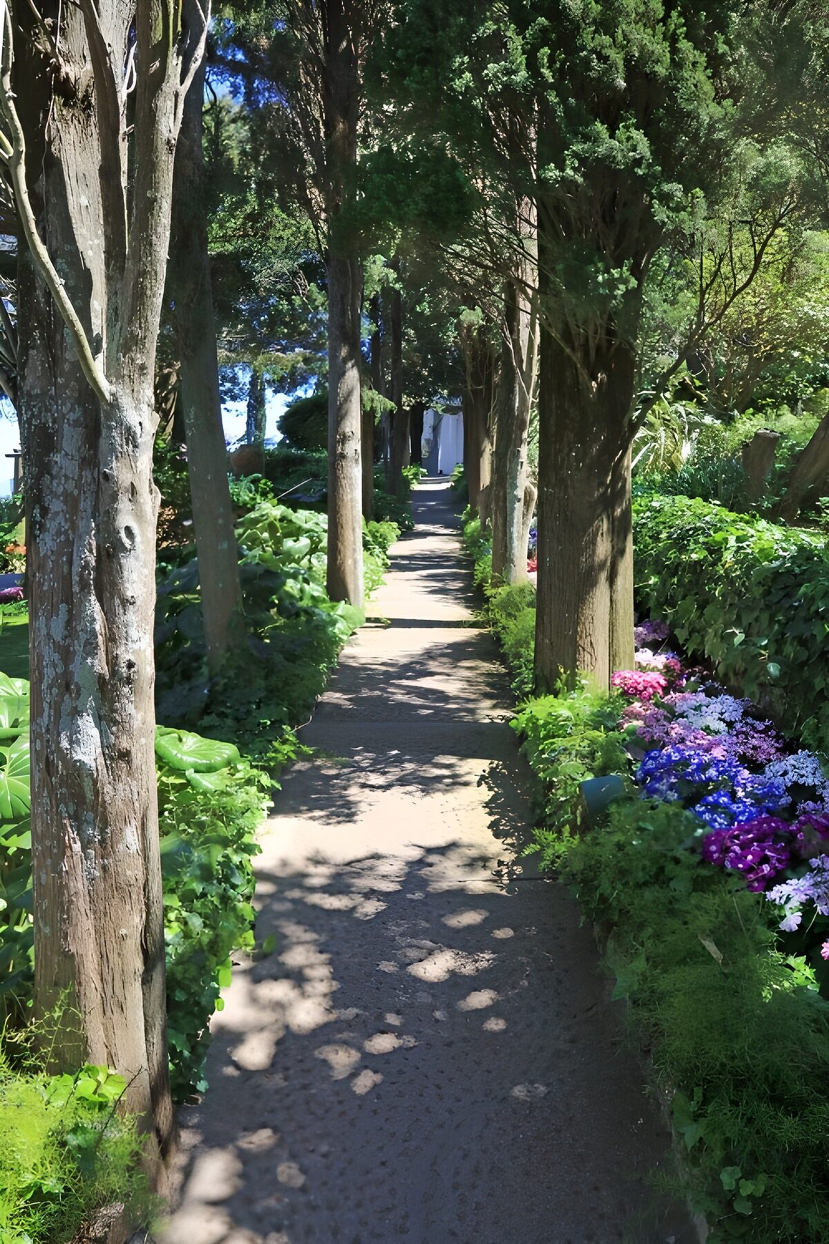 Serene Garden Pathway in Bloom