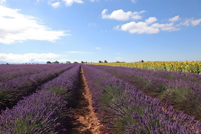 Lavender and Sunflower Fields