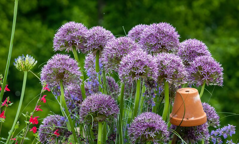 Vibrant Purple Allium Blooms in Garden