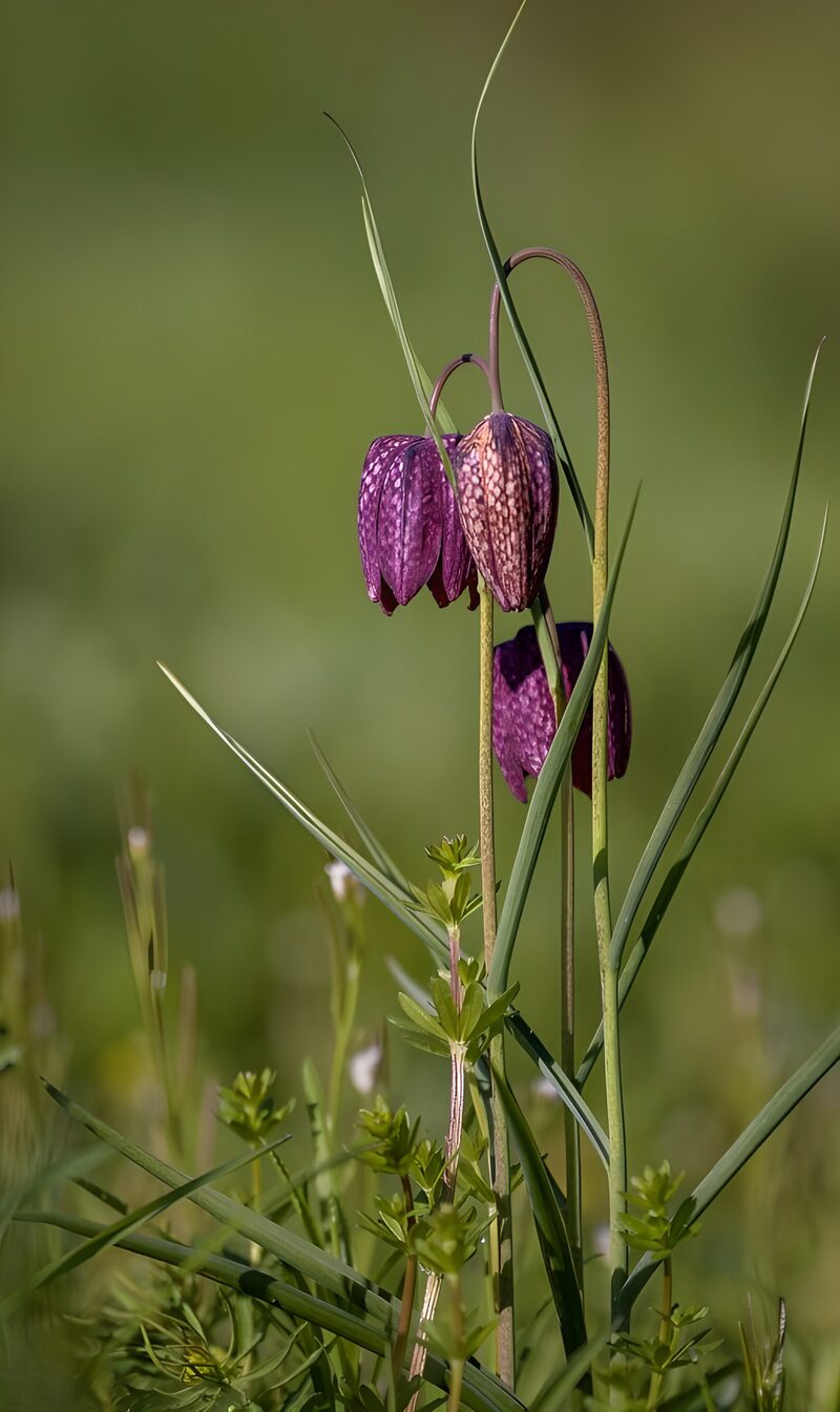 Graceful Purple Fritillaries in Bloom