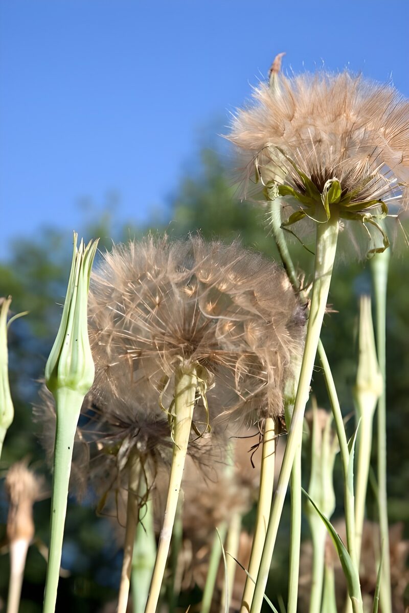 Delicate Dandelion Puffs