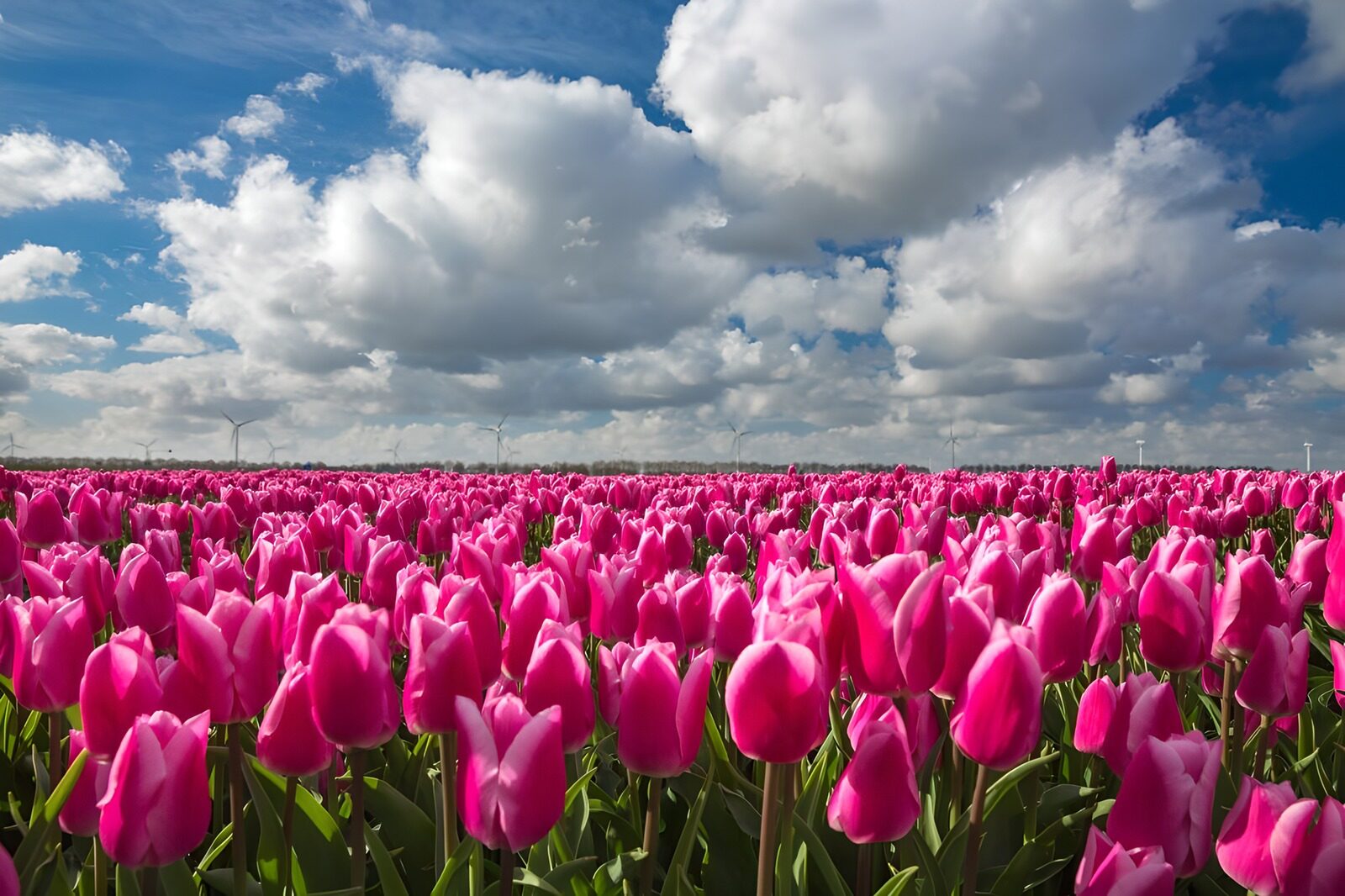 Vibrant Pink Tulip Fields Under a Blue Sky