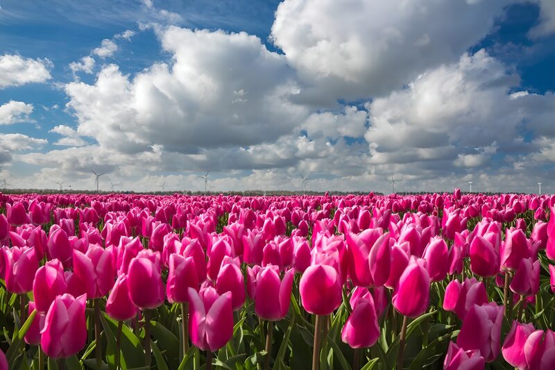 Vibrant Pink Tulip Fields Under a Blue Sky