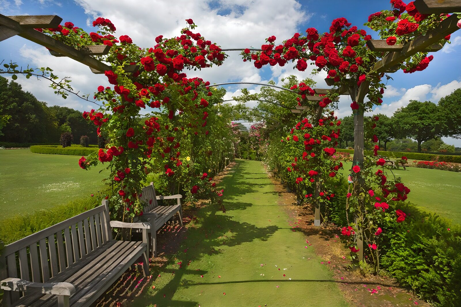 Rose Archway in Full Bloom