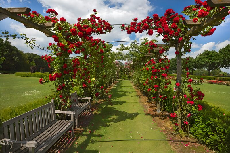 Rose Archway in Full Bloom