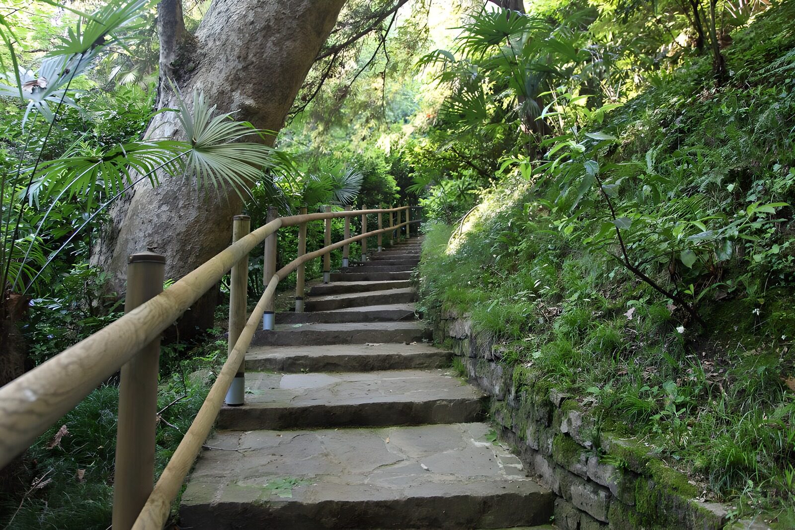 Serene Pathway Through Lush Greenery