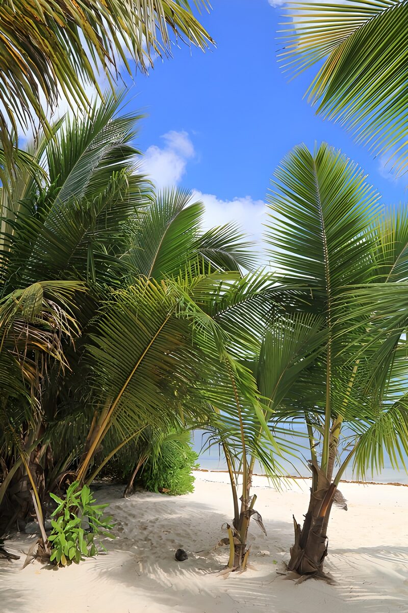 Tropical Paradise with Lush Palms
