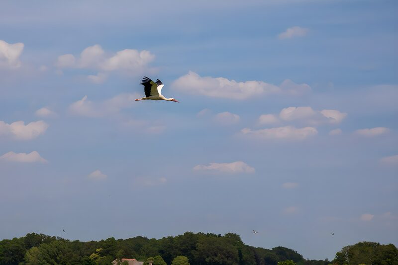 Graceful Flight of a Stork in Blue Skies