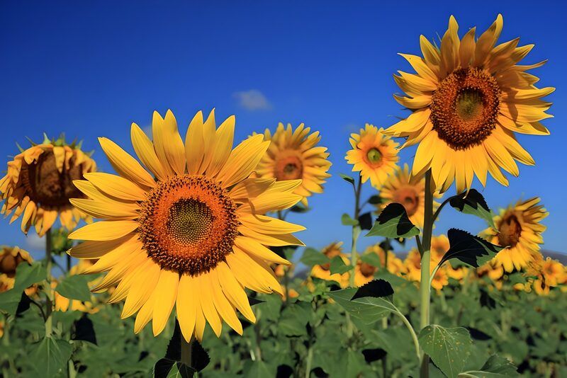 Bright Sunflower Field Under Clear Sky