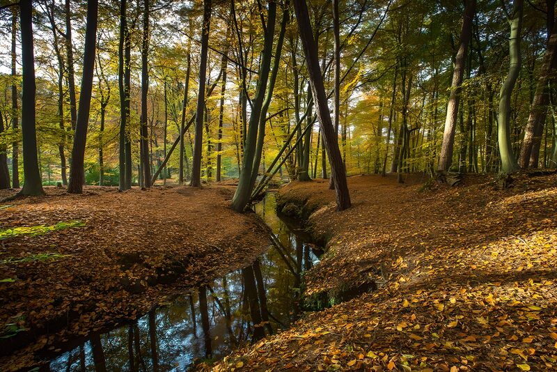 Autumn Serenity in the Forest