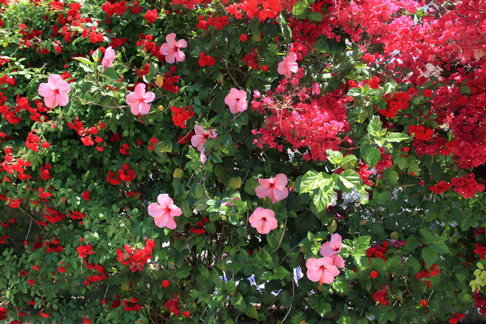 Vibrant Flowering Wall of Hibiscus and Bougainvillea