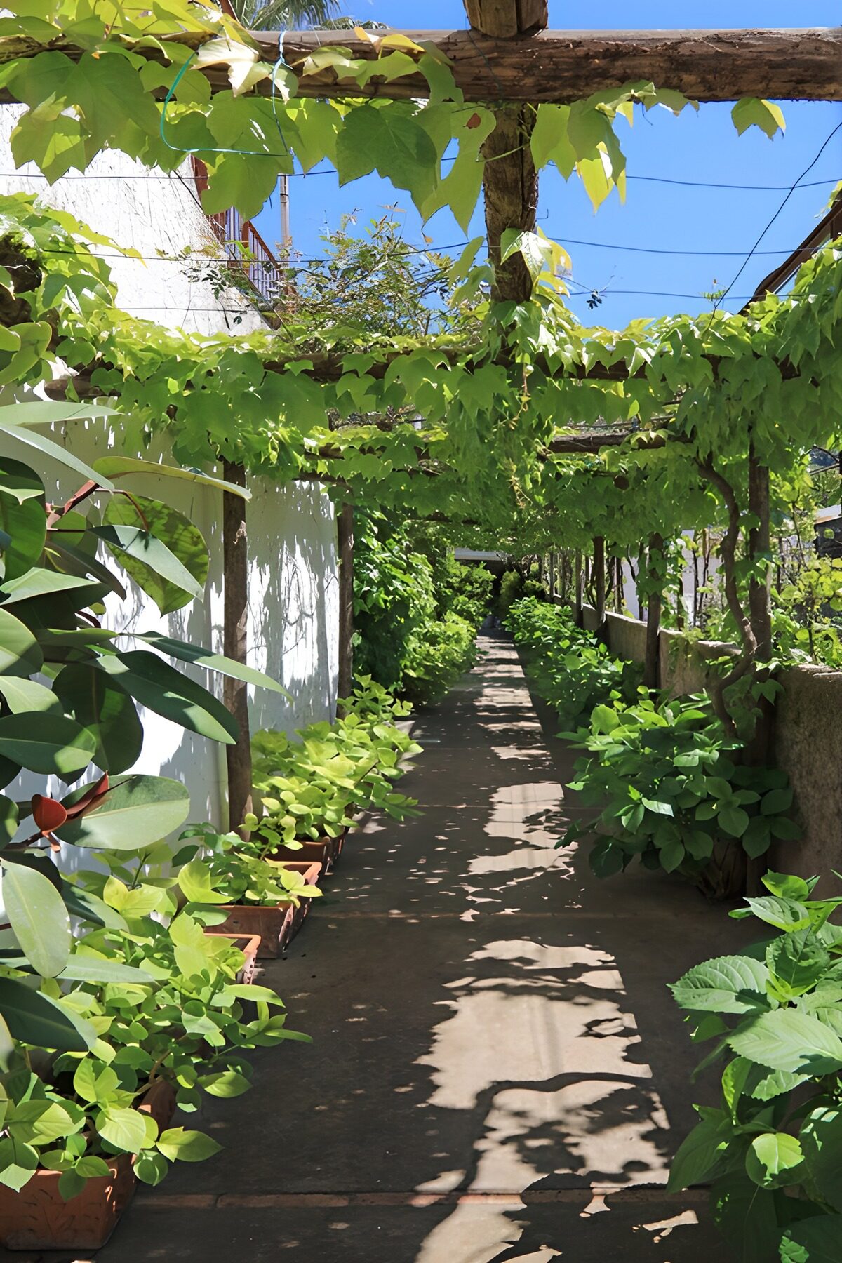 Lush Green Pathway Under a Canopy