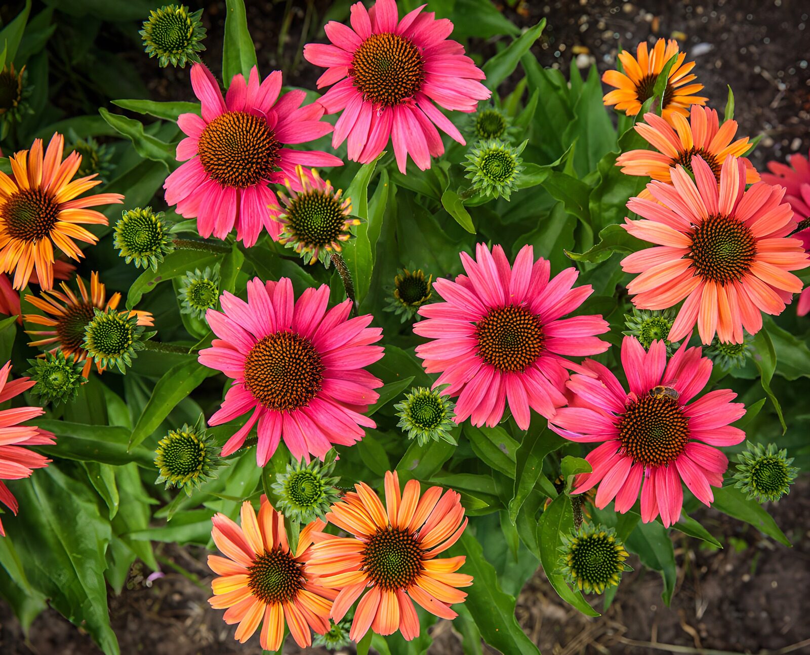 Vibrant Flowering Garden Blooms