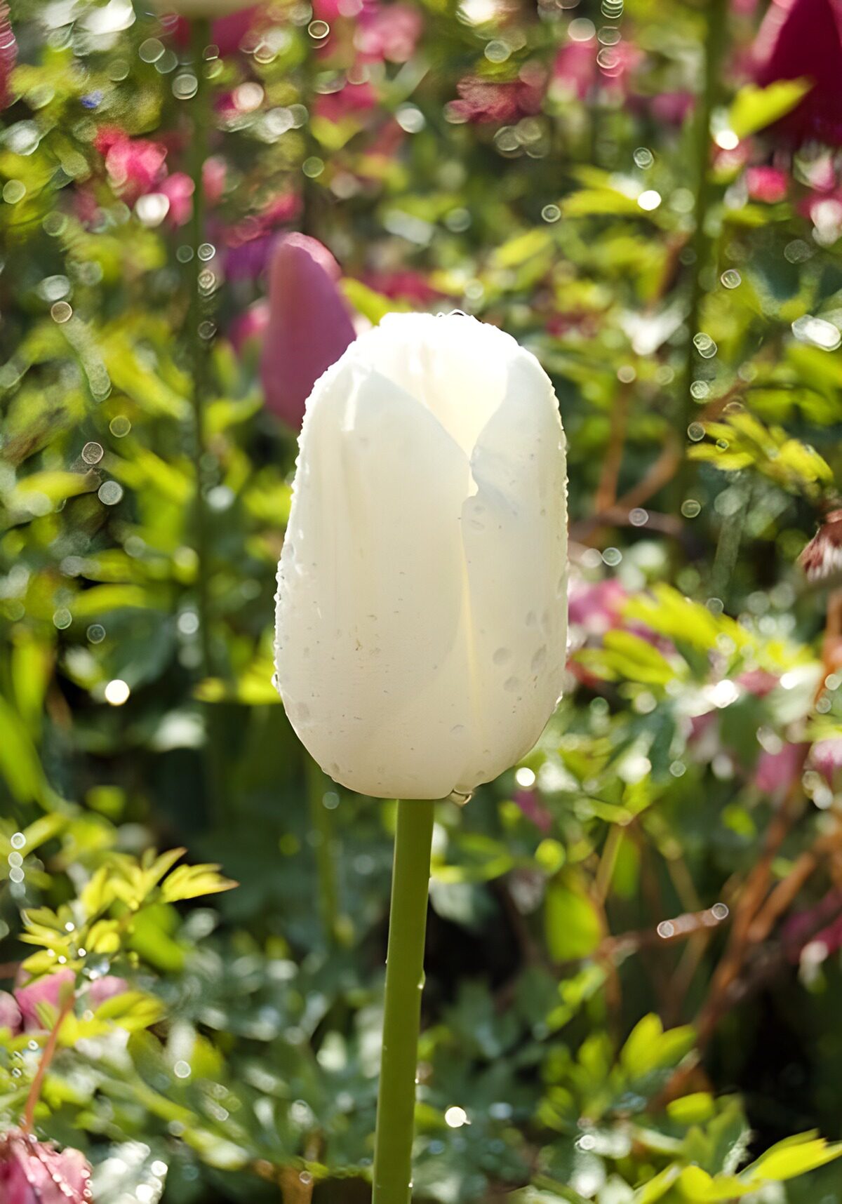 Dew-kissed White Tulip in Bloom