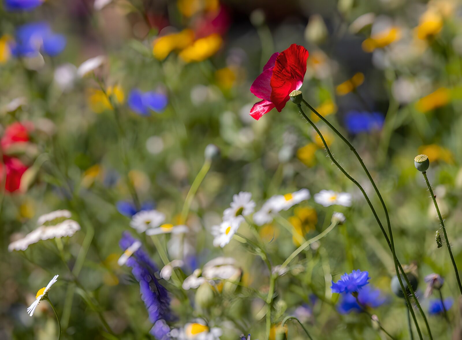 Vibrant Wildflower Meadow