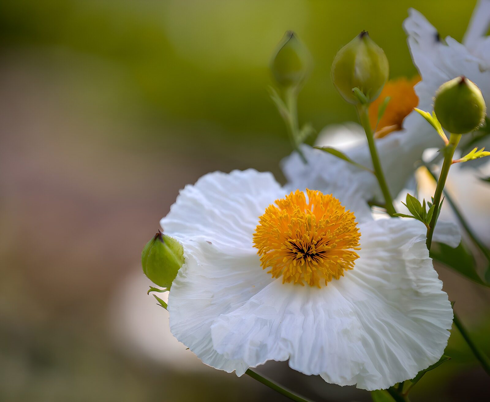 Elegant White Blossom with Golden Center