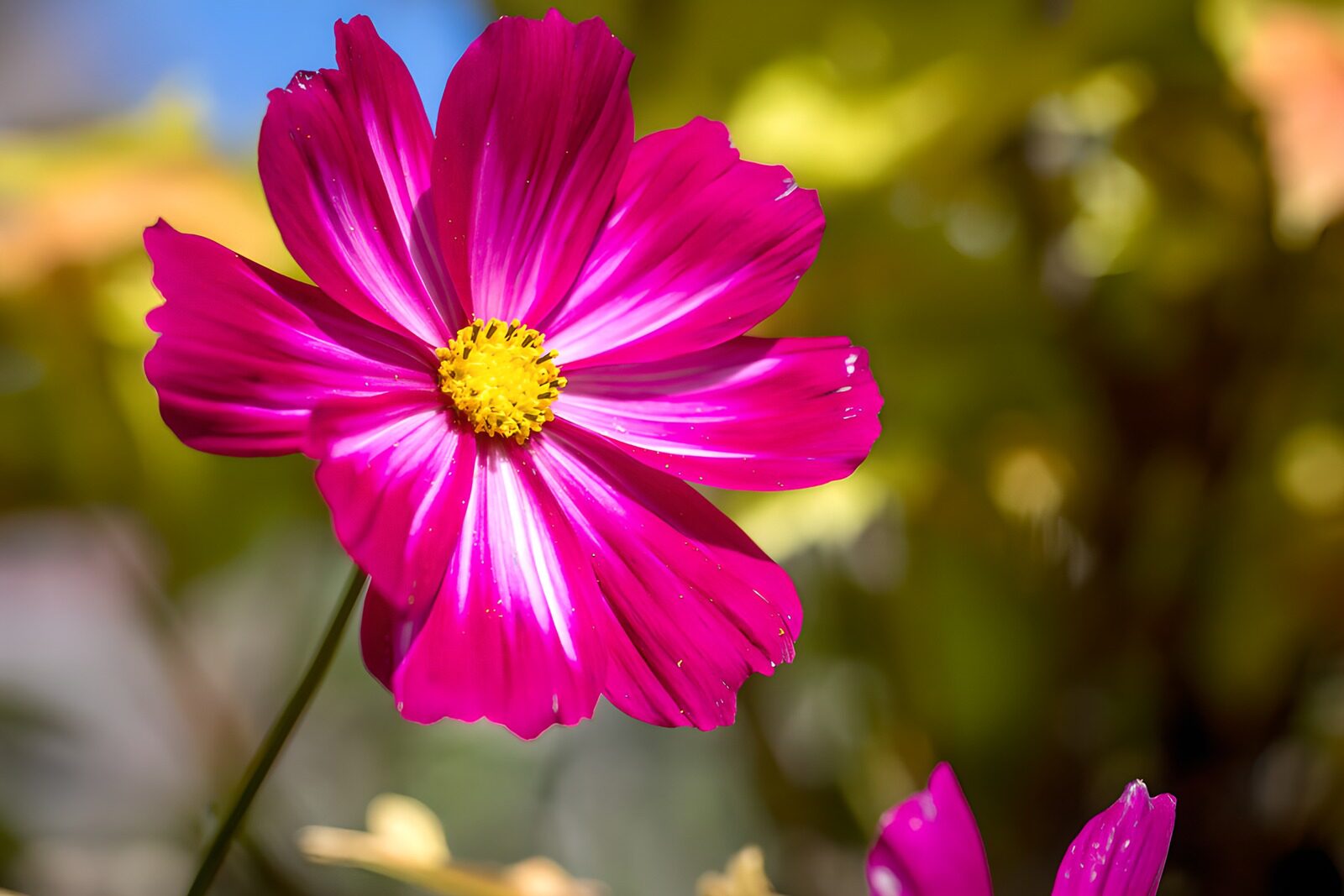 Vibrant Pink Flower in Bloom