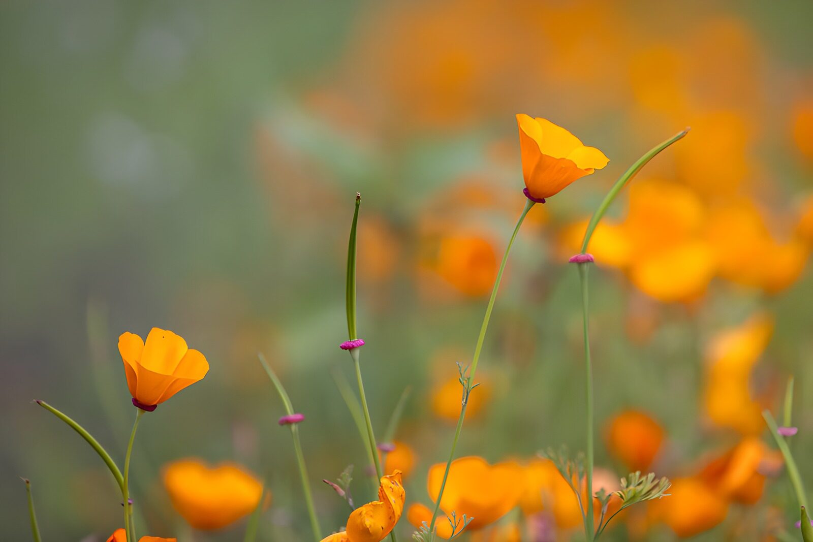 Vibrant Orange Poppies in Bloom